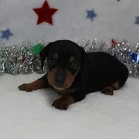 AKC Karlie's Female Puppy 1, a female Miniature Dachshund for sale in Mount Olive, NC – Photo 4 of 10