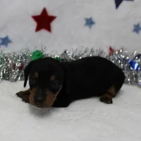 AKC Karlie's Female Puppy 1, a female Miniature Dachshund for sale in Mount Olive, NC – Photo 1 of 10