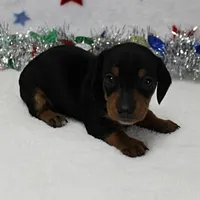 AKC Karlie's Female Puppy 1, a female Miniature Dachshund for sale in Mount Olive, NC – Photo 5 of 10