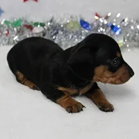 AKC Karlie's Female Puppy 1, a female Miniature Dachshund for sale in Mount Olive, NC – Photo 2 of 10