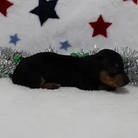 AKC Karlie's Female Puppy 1, a female Miniature Dachshund for sale in Mount Olive, NC – Photo 8 of 10