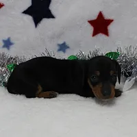 AKC Karlie's Female Puppy 1, a female Miniature Dachshund for sale in Mount Olive, NC – Photo 7 of 10