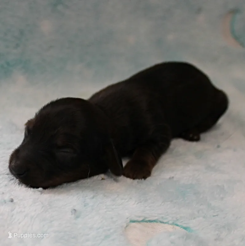 AKC Freckles Red with Black Tips Male Puppy 8 – Miniature Dachshund puppy for sale in Mount Olive, NC