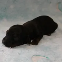 AKC Freckles Red with Black Tips Male Puppy 8, a male Miniature Dachshund for sale in Mount Olive, NC – 1 of 10