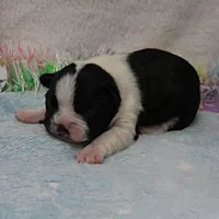 AKC Bubble's Black & White Female Puppy 1, a female Boston Terrier for sale in Mount Olive, NC – Photo 1 of 10