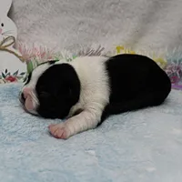 AKC Bubble's Black & White Female Puppy 1, a female Boston Terrier for sale in Mount Olive, NC – Photo 7 of 10