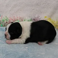 AKC Bubble's Black & White Female Puppy 1, a female Boston Terrier for sale in Mount Olive, NC – Photo 8 of 10