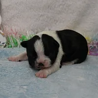 AKC Bubble's Black & White Female Puppy 1, a female Boston Terrier for sale in Mount Olive, NC – Photo 5 of 10