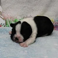 AKC Bubble's Black & White Female Puppy 1, a female Boston Terrier for sale in Mount Olive, NC – Photo 3 of 10