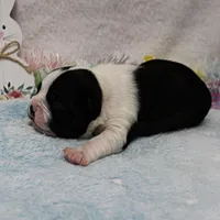 AKC Bubble's Black & White Female Puppy 1, a female Boston Terrier for sale in Mount Olive, NC – Photo 6 of 10