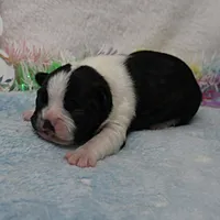 AKC Bubble's Black & White Female Puppy 1, a female Boston Terrier for sale in Mount Olive, NC – Photo 2 of 10
