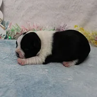 AKC Bubble's Black & White Female Puppy 1, a female Boston Terrier for sale in Mount Olive, NC – Photo 10 of 10
