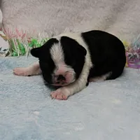 AKC Bubble's Black & White Female Puppy 1, a female Boston Terrier for sale in Mount Olive, NC – Photo 4 of 10