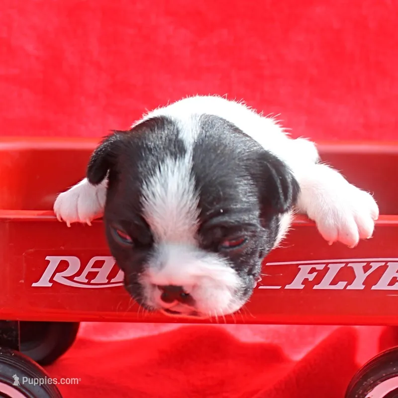 AKC Bubble's Black & White Female Puppy 1 – Boston Terrier puppy for sale in Mount Olive, NC
