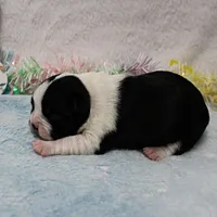AKC Bubble's Black & White Female Puppy 1, a female Boston Terrier for sale in Mount Olive, NC – Photo 9 of 10