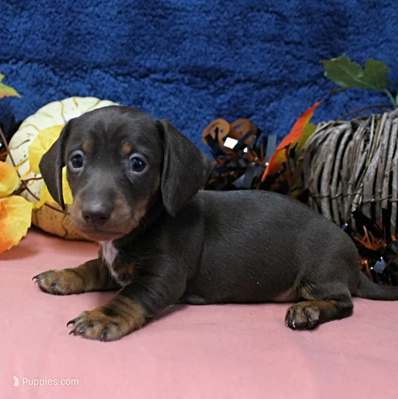 AKC Robin's Chocolate & Tan Male Puppy 5 – Miniature Dachshund puppy on hold in Mount Olive, NC