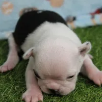 AKC Polly's White Face Female Puppy 3, a female Boston Terrier for sale in Mount Olive, NC – 6 of 10