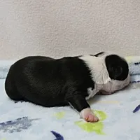 AKC Polly's Black & White Male Puppy 5, a male Boston Terrier for sale in Mount Olive, NC – 10 of 10
