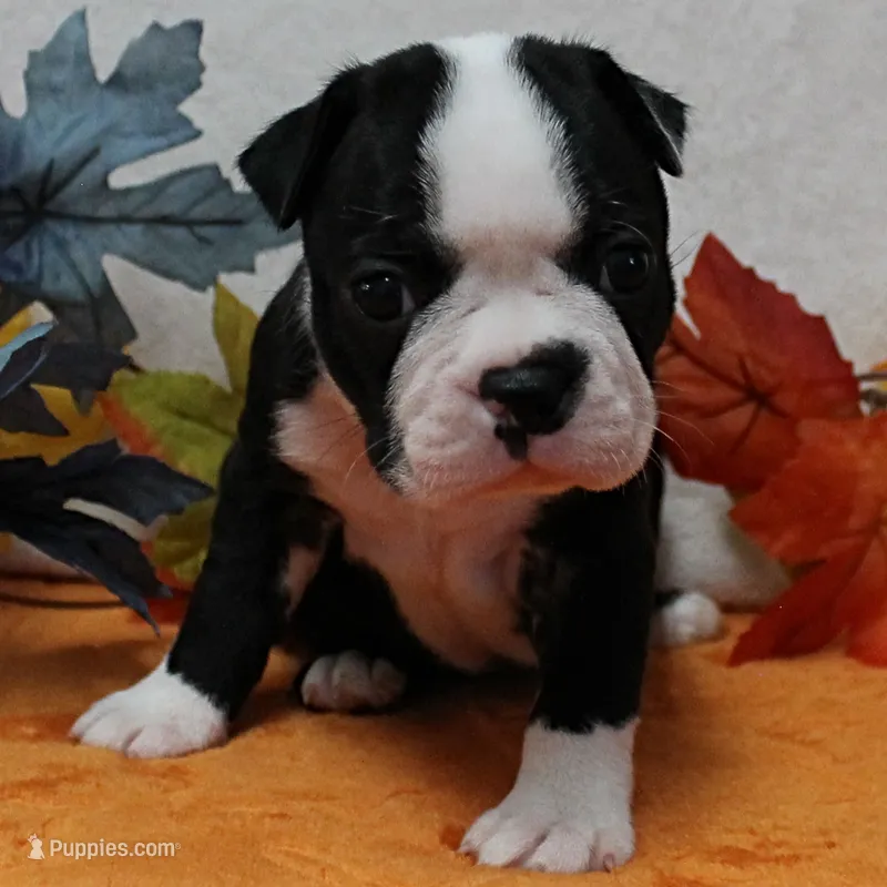  AKC Annie's Black & White Female Puppy 2 – Boston Terrier puppy for sale in Mount Olive, NC