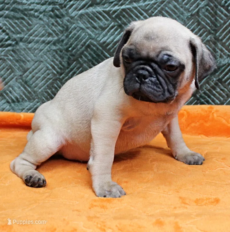 AKC Candy's Fawn Male Puppy 5 – Pug puppy for sale in Mount Olive, NC