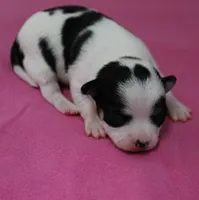 Chelsea's Black, White & Tan Party Female Puppy 1, a female Chihuahua for sale in Mount Olive, NC – 9 of 9