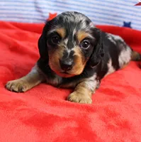 AKC Sallie's Black & Silver Dapple, Long Coat Female Puppy 2, a female Miniature Dachshund for sale in Mount Olive, NC – 5 of 10