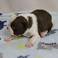 AKC Puddin's Chocolate & White Male Puppy 3, a male Boston Terrier for sale in Mount Olive, NC – 7 of 10