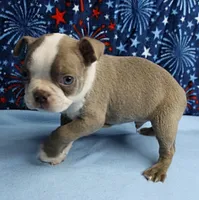 AKC Zoey's Blue & White Male Puppy 2, a male Boston Terrier for sale in Mount Olive, NC – 4 of 10