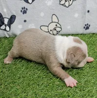 AKC Willow's Lilac & White Female Puppy 2, a female Boston Terrier for sale in Mount Olive, NC – 3 of 7