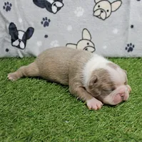AKC Willow's Lilac & White Female Puppy 2, a female Boston Terrier for sale in Mount Olive, NC – 4 of 7