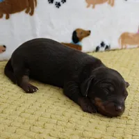 AKC Robin's Chocolate & Tan Male Puppy 5, a male Miniature Dachshund for sale in Mount Olive, NC – 2 of 10