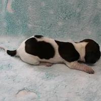 AKC Freckles Red & White Piebald Female Puppy 3, a female Miniature Dachshund for sale in Mount Olive, NC – 10 of 10