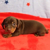AKC Heidi's Chocolate & Tan Female Puppy 2, a female Miniature Dachshund for sale in Mount Olive, NC – 6 of 10
