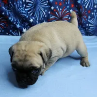 AKC Candy's Fawn Male Puppy 4, a male Pug for sale in Mount Olive, NC – 8 of 10