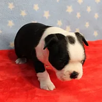 Myrtle's Black & White Male Puppy 1, a male Boston Terrier for sale in Mount Olive, NC – 2 of 10