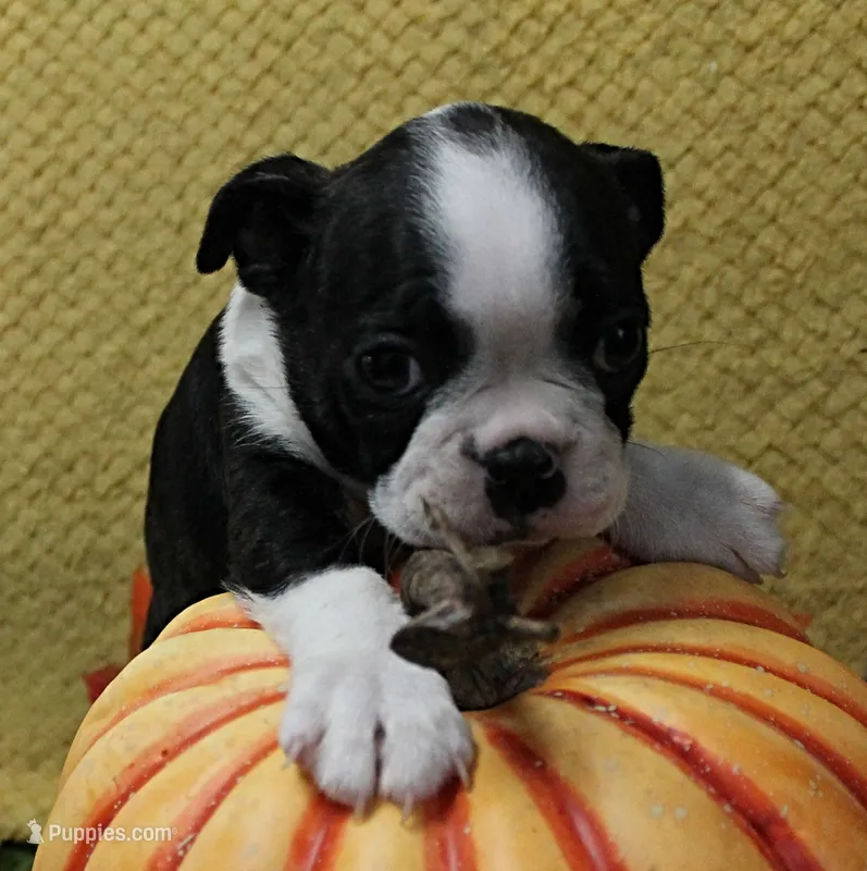 AKC Bubble's Black & White Male Puppy 2 – Boston Terrier puppy for sale in Mount Olive, NC