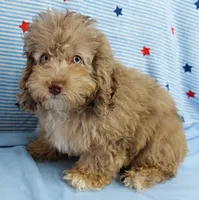 Twinkle's Chocolate Merle Male Puppy 3, a male Cockapoo for sale in Mount Olive, NC – 9 of 10