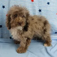 Twinkle's Chocolate Merle Male Puppy 4, a male Cockapoo for sale in Mount Olive, NC – 5 of 10