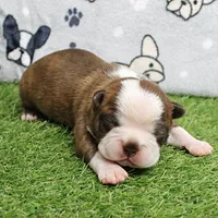 AKC Willow's Seal & White Male Puppy 5, a male Boston Terrier for sale in Mount Olive, NC – 3 of 10