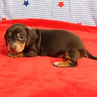 AKC Heidi's Chocolate & Tan Female Puppy 1, a female Miniature Dachshund for sale in Mount Olive, NC – 9 of 10