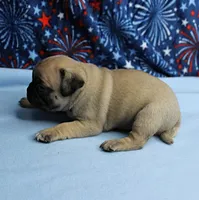 AKC Candy's Fawn Male Puppy 3, a male Pug for sale in Mount Olive, NC – 3 of 10