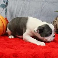 AKC Lula's Blue & White Male Puppy 2, a male Boston Terrier for sale in Mount Olive, NC – 5 of 10