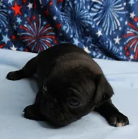 AKC Candy's Black Female Puppy 1, a female Pug for sale in Mount Olive, NC – 9 of 9
