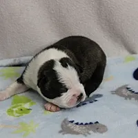 AKC Puddin's Black & White Brindle Male 2, a male Boston Terrier for sale in Mount Olive, NC – 2 of 10