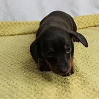 AKC Maggie's Chocolate & Tan Female Puppy 2, a female Miniature Dachshund for sale in Mount Olive, NC – 7 of 10