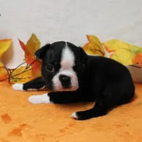 Annie's Black & White Female Puppy 4., a female Boston Terrier for sale in Mount Olive, NC – 2 of 10