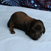AKC Taylor's Red Sable Male Puppy 1, a male Miniature Dachshund for sale in Mount Olive, NC – 3 of 8