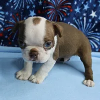 Zoey's Seal & White Male Puppy 4, a male Boston Terrier for sale in Mount Olive, NC – 3 of 9