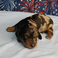 AKC Sallie's Black & Silver Dapple, Long Coat Male Puppy 4, a male Miniature Dachshund for sale in Mount Olive, NC – 1 of 10