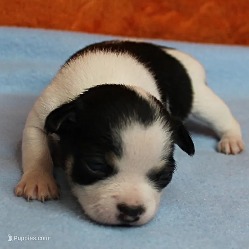 Chelsea's Black, White & Tan Party Male Puppy 2 – Chihuahua puppy for sale in Mount Olive, NC